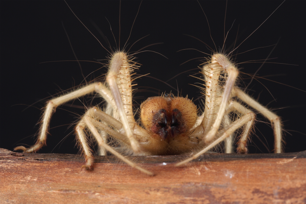 a camel spider on a log