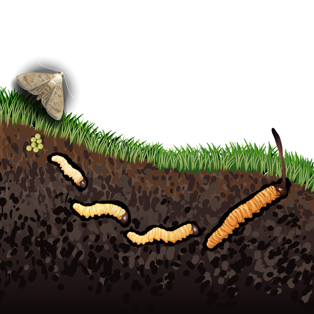 life cycle of cordyceps sinensis