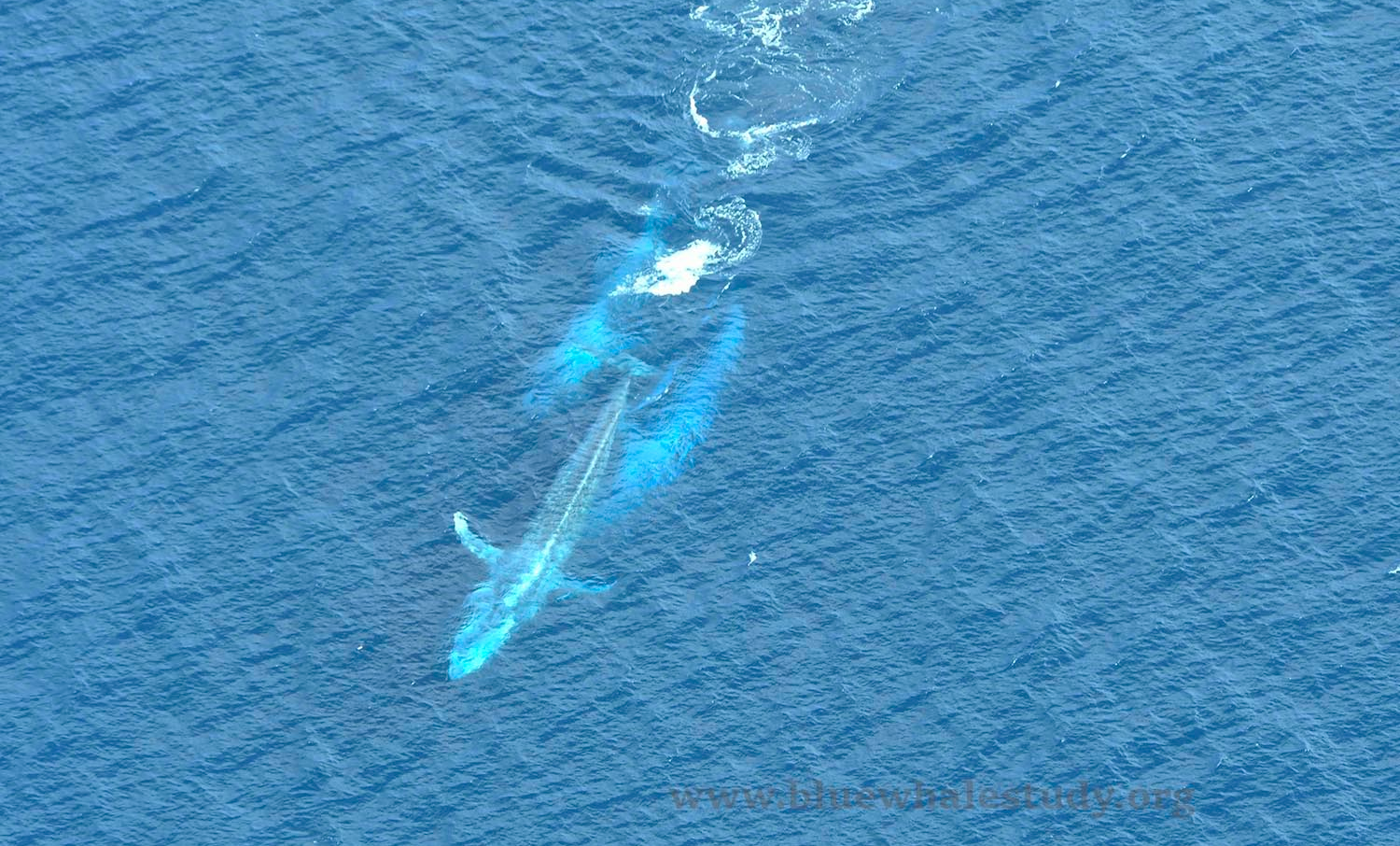 The female whale gets some clear space as the males were too focussed on fighting each other to stay with her.