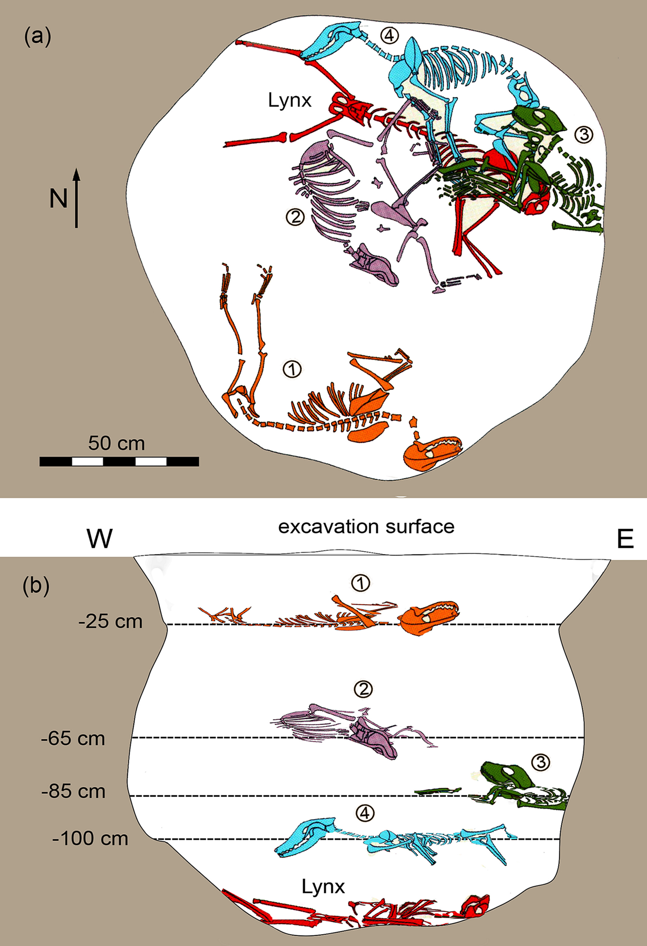 Two diagrams showing the arrangement of the lynx and dog skeletons in the pit. The first image is a top-down perspective, showing three of the dogs laying on top of the lynx's remains while the fourth dog is further away. The second diagram shows the pit as a cross section and indicated the distance between the animals as they were buried. 