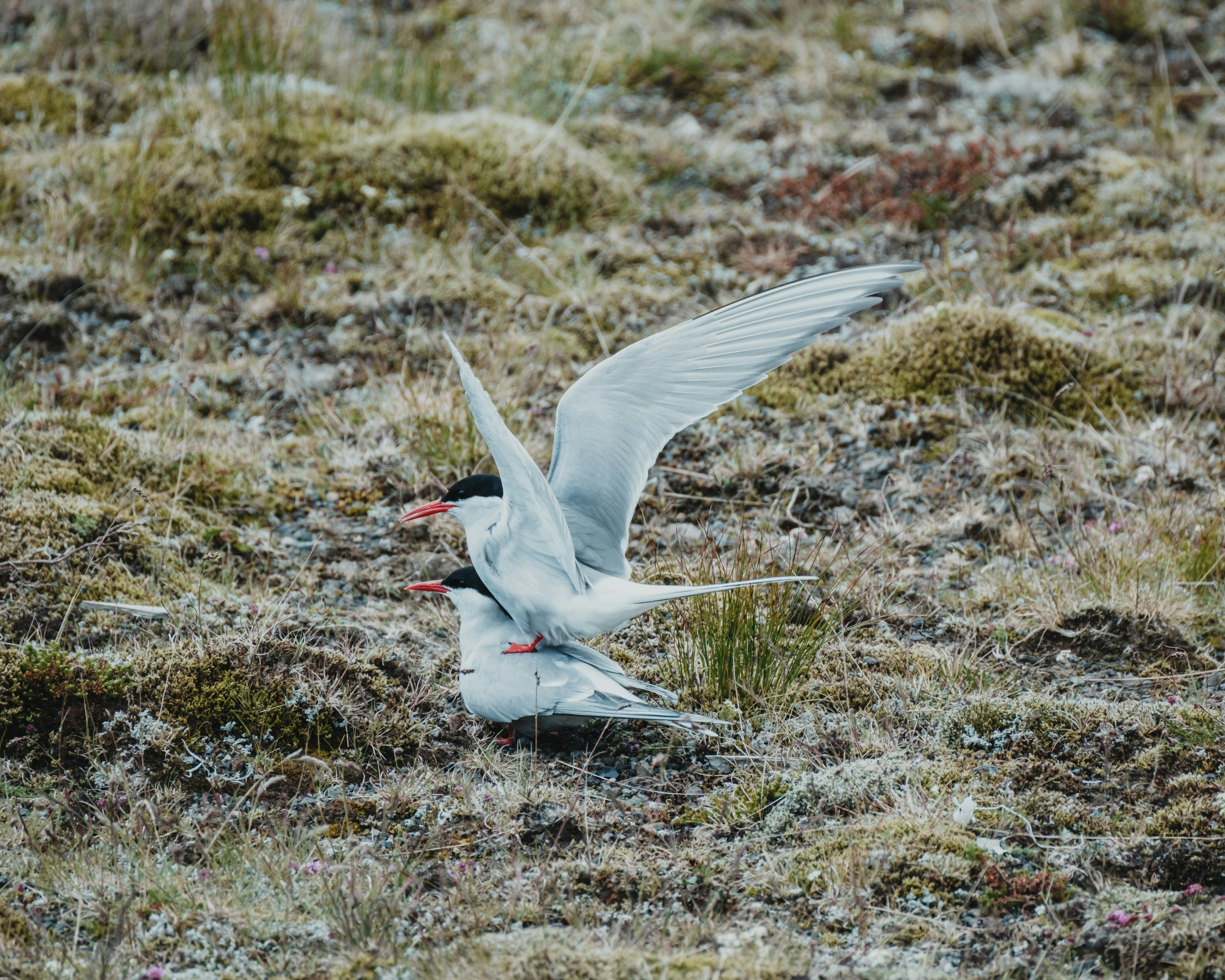 Two Arctic terns breeding in Iceland