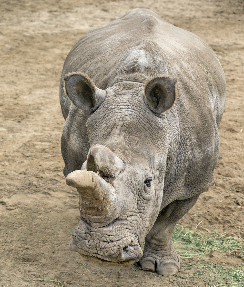 a northern white rhino