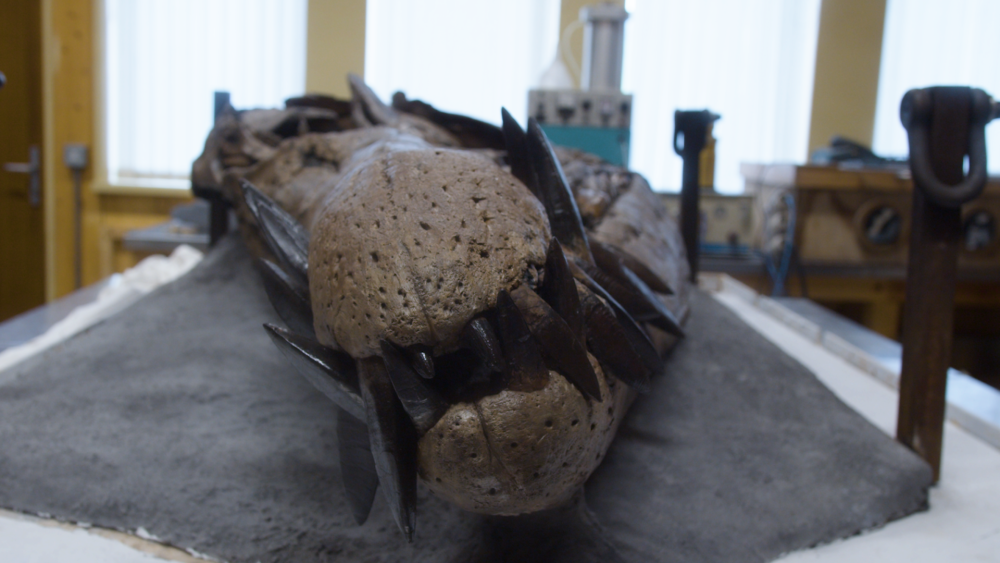 skull and teeth of giant sea monster pliosaur