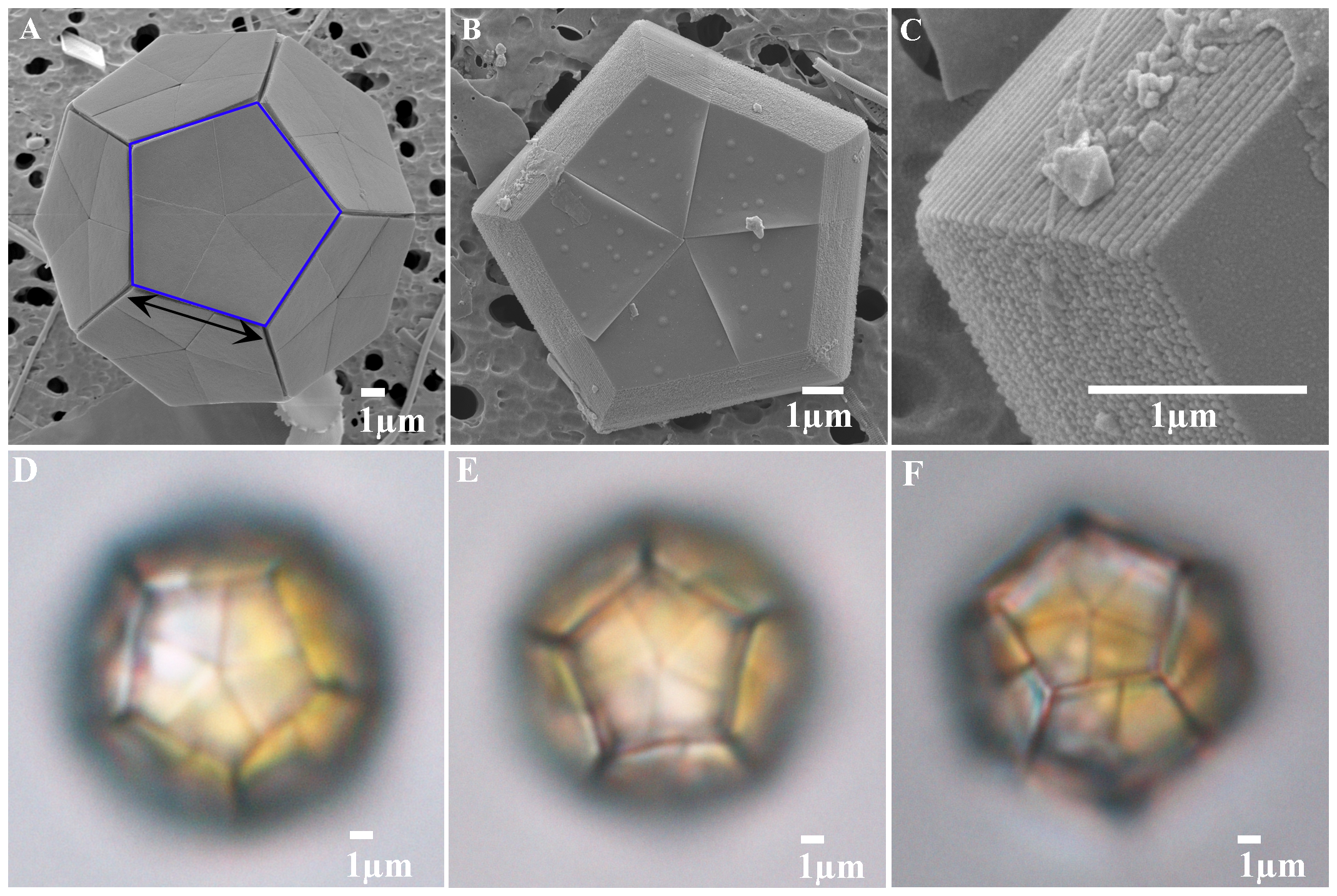 (A) SEM image of a cell of B. bigelowii surrounded by 12 pentaliths (offshore Tomari, 17th June 2012). A pentalith (calcareous scale of the Braarudosphaeraceae) indicated by the blue open pentagon consists of five trapezoidal segments. Black arrow indicates ‘side length of the pentalith’ where the measurements were conducted. (B). SEM image of pentalith of B. bigelowii (proximal side) (offshore Tomari, 17th June 2012). (C) Close up of proximal side of a pentalith (Fig. 1B) showing laminar structure. (D) LM image of specimen TMR-scBb-1 (E) LM image of specimen TMR-scBb-7. (F) LM image of specimen TMR-scBb-8. 