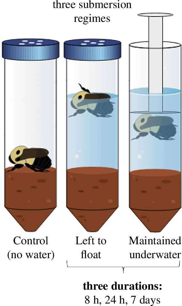Three graphics of test tubes with a bee in each. The left hand tube is just the bee on soil. the middle tube the bee is floating on the surface of the water, the right hand tube the bee is held under the water with a white plunger.