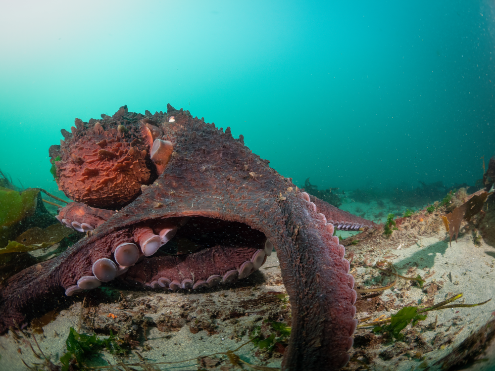 an octopus on the seabed