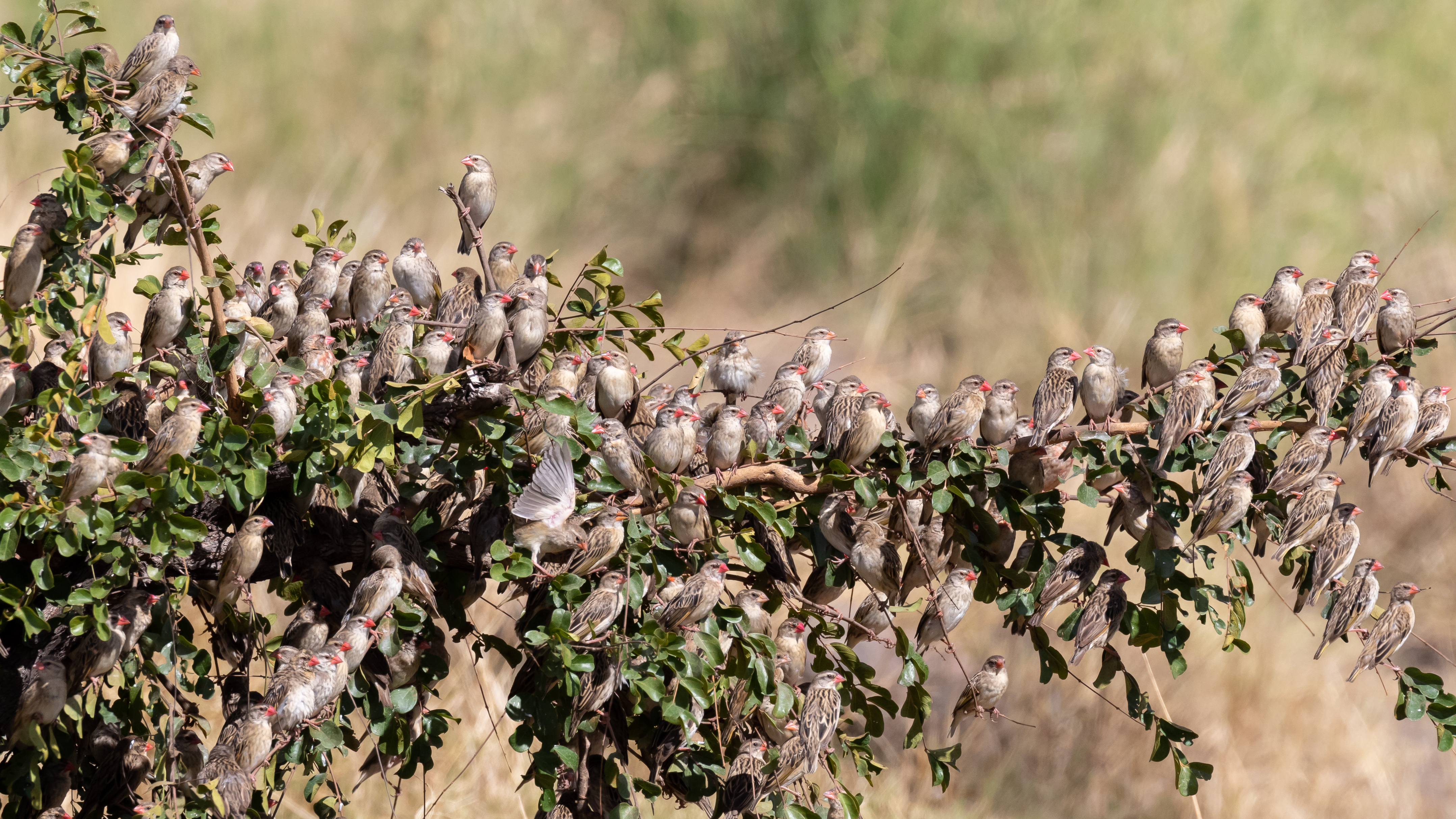 A flock of red-billed queleas sitting tightly on a small tree in the Kruger National Park in South Africa