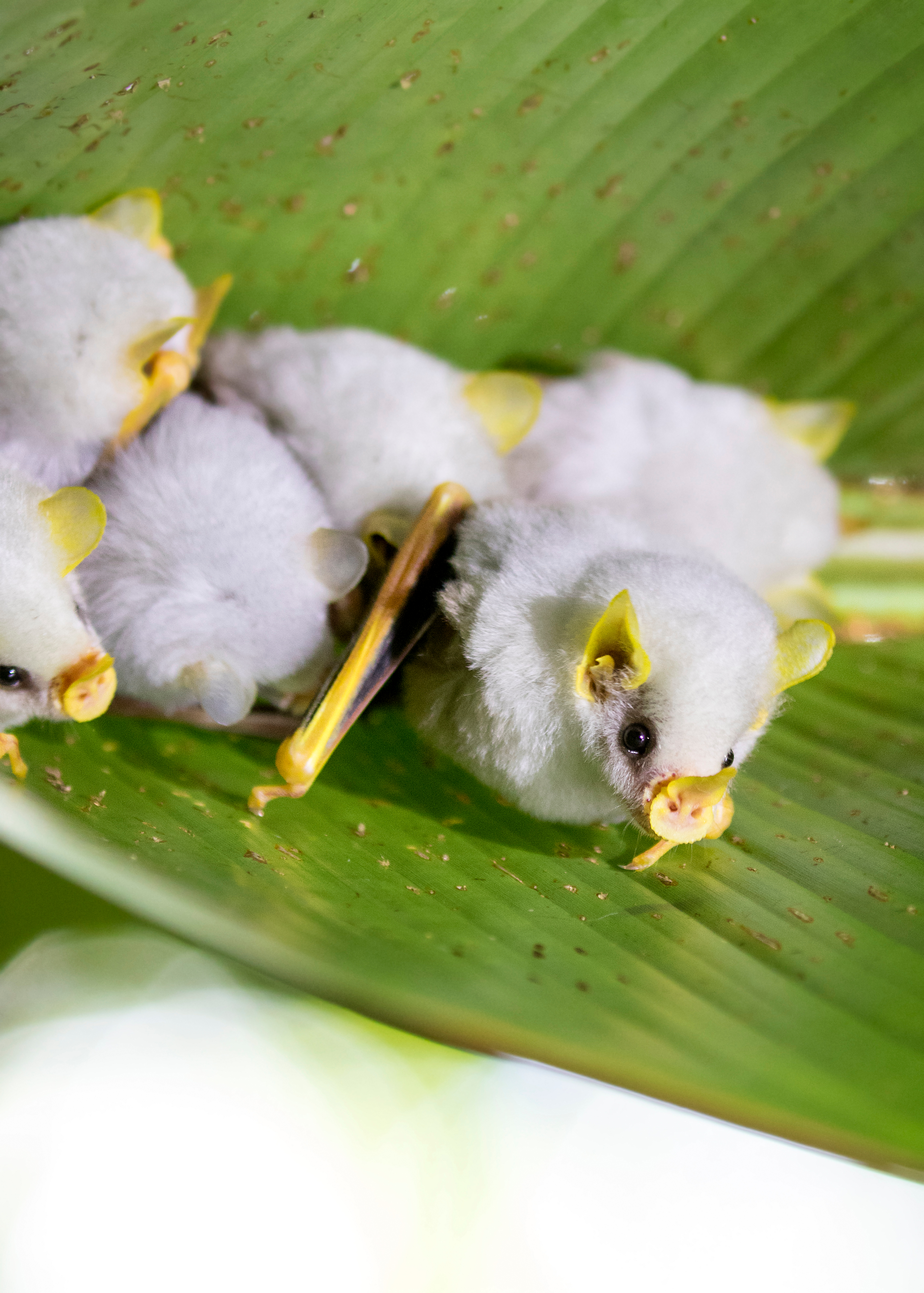 Adorable white bats on the inside of a green leaf. The nose ears and wings are all bright yellow while the eyes are black and the fur is pure white.