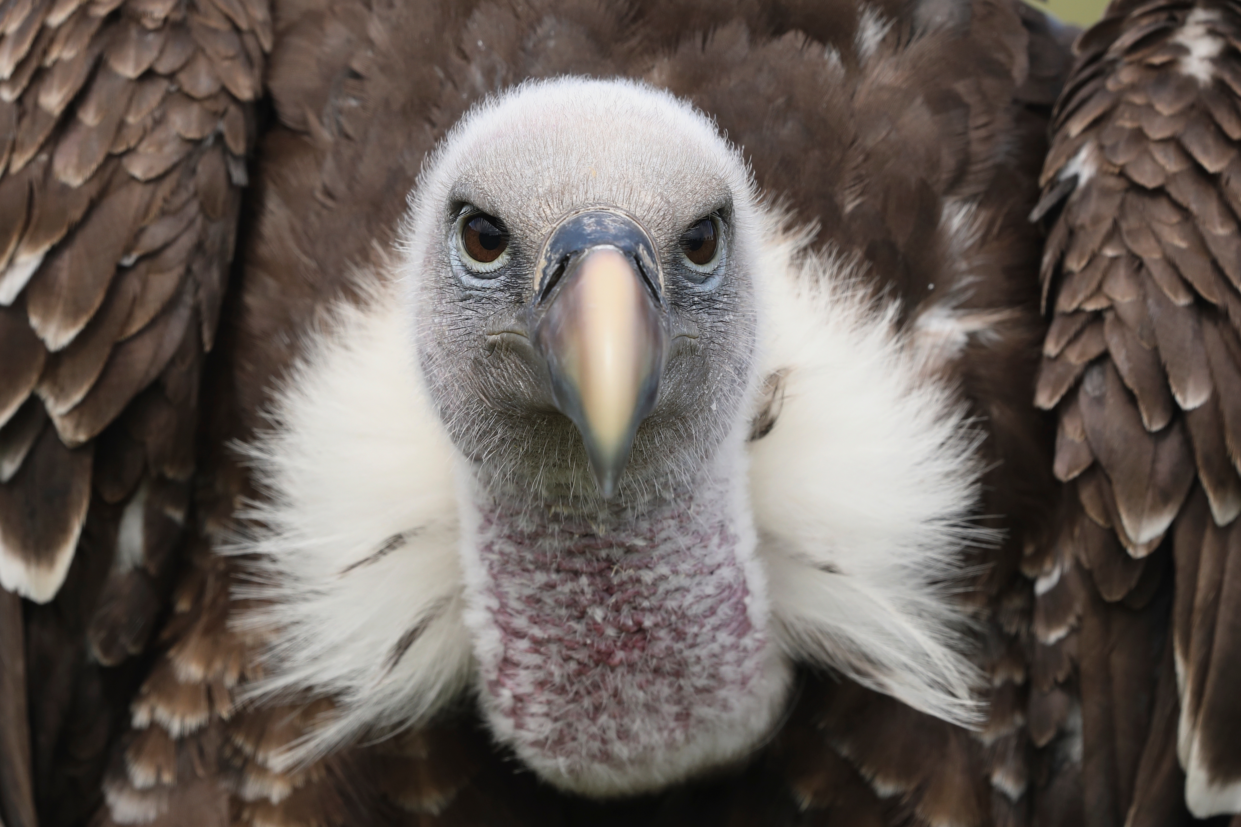 close up of the face of a Rüppell's Vulture, a large bird of prey with brown eyes looking directly at the camera; it's feathers are mottled brown and it's neck is surrounded by a collar of white feathers, but there are no true feathers on it's head, only white fuzz