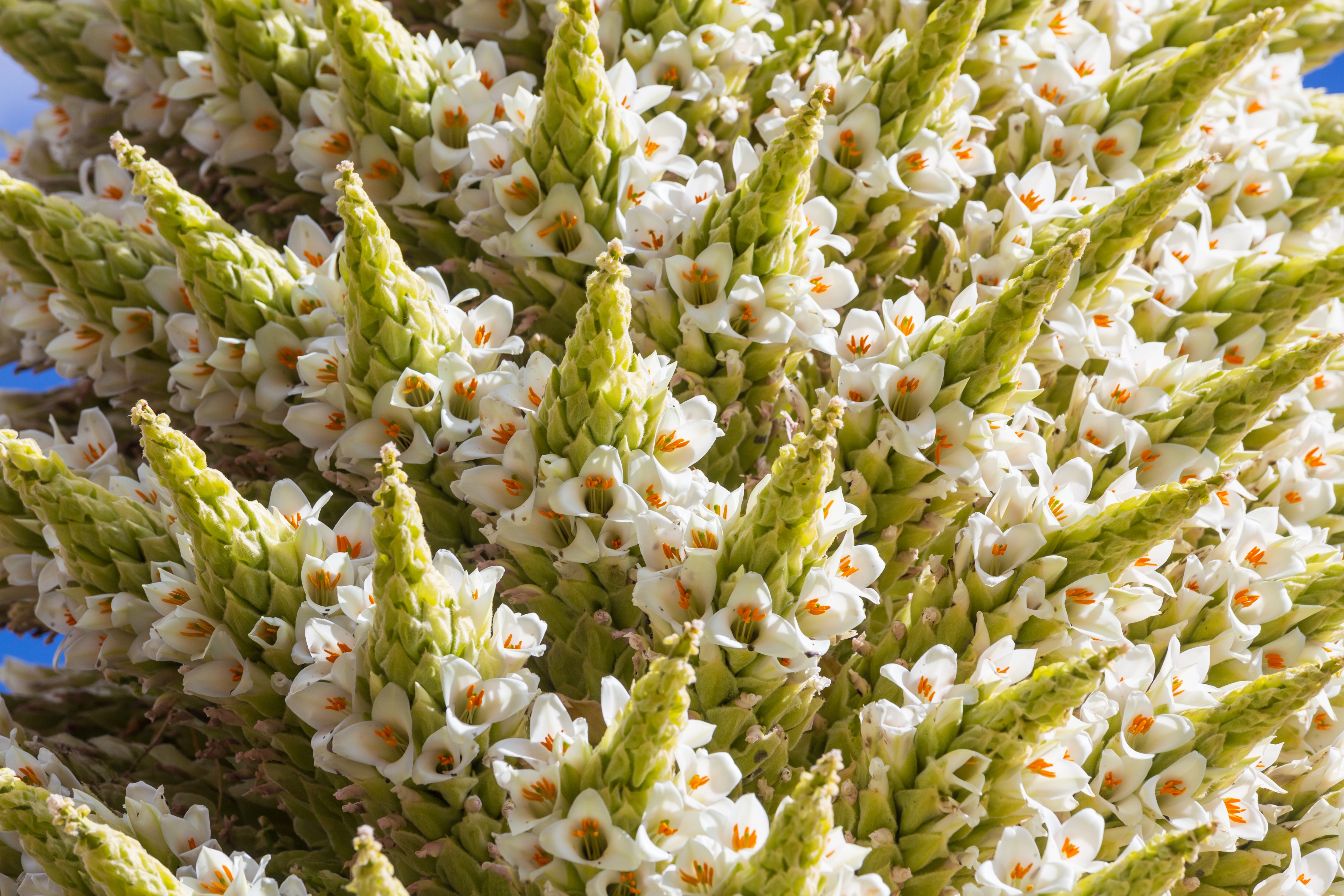 Close up of Puya raimondii in bloom, white flowers.