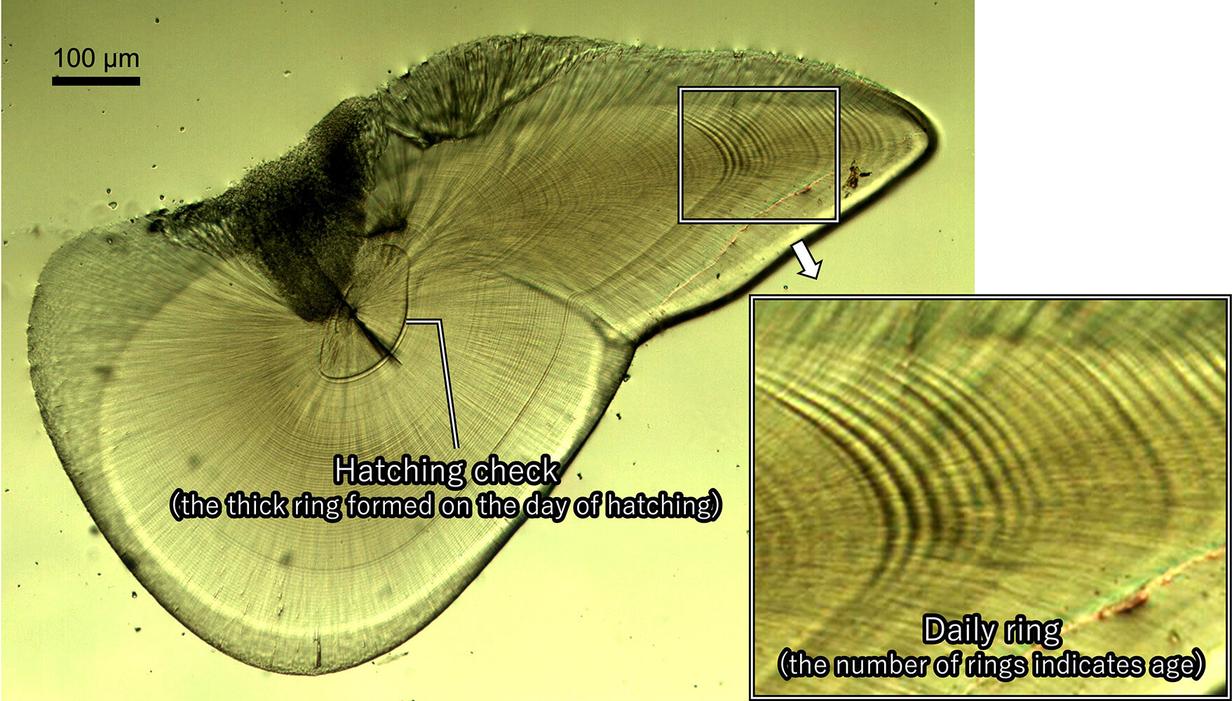 A green slide showing the statolith structure. There is a ring in the middle called the hatching check and then a close up of the daily rings in the layers that represent growth.
