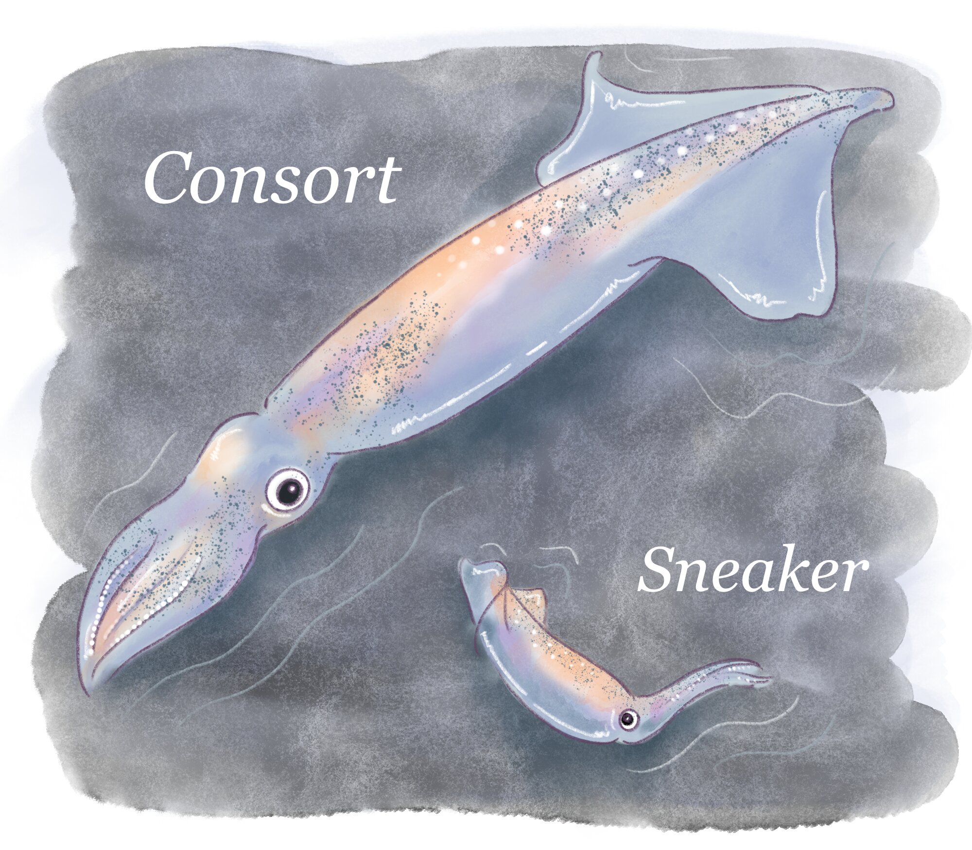 A graphic of the consort and sneaker squids. The consort is much larger and the sneaker is in the bottom right hand side of the graphic. Both squids are on the same grey watercolor style background.