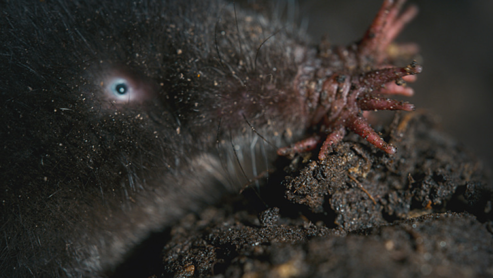a star nosed mole eyes