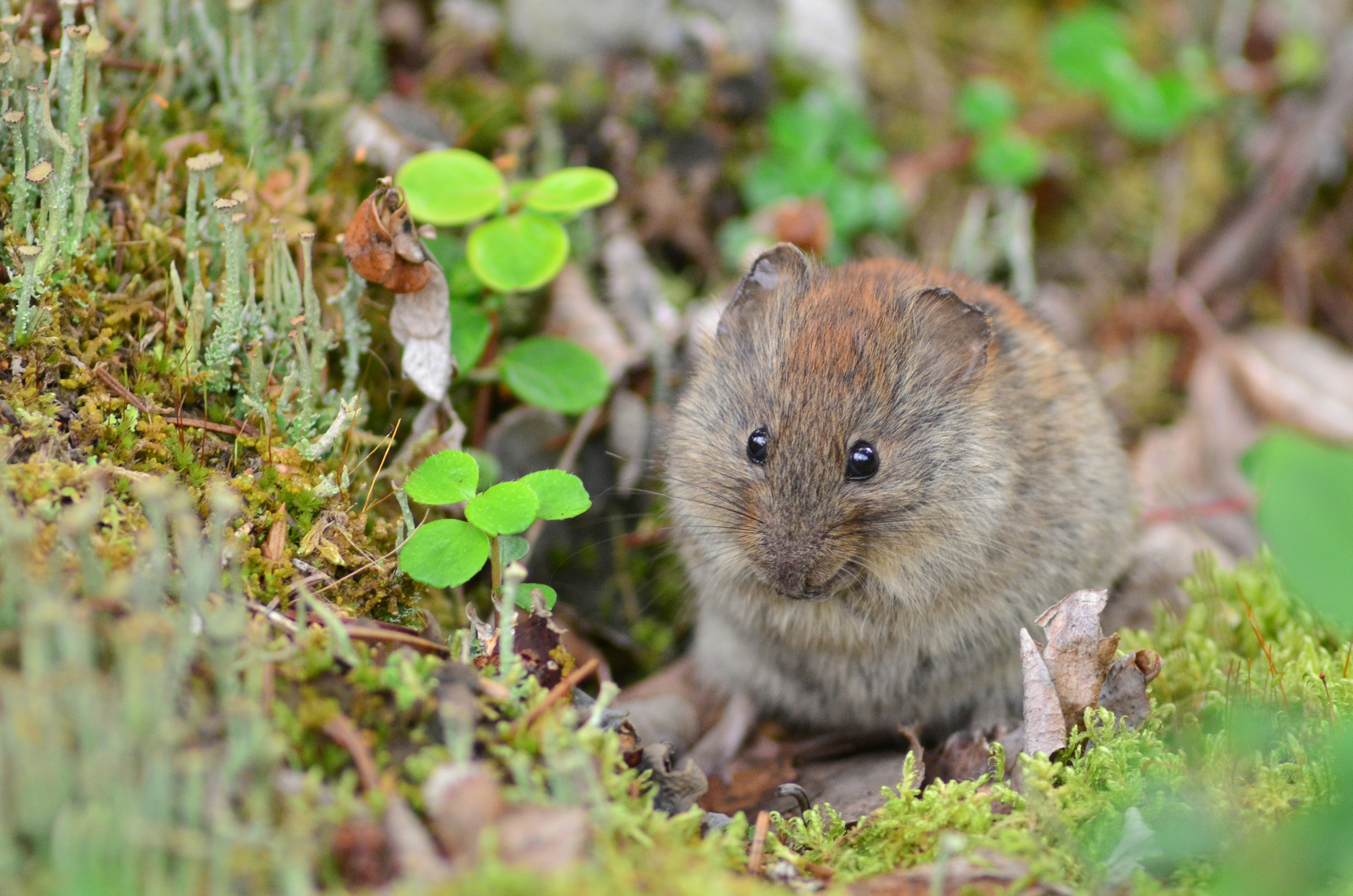 northern red-backed vole sitting amongst moss and leaves