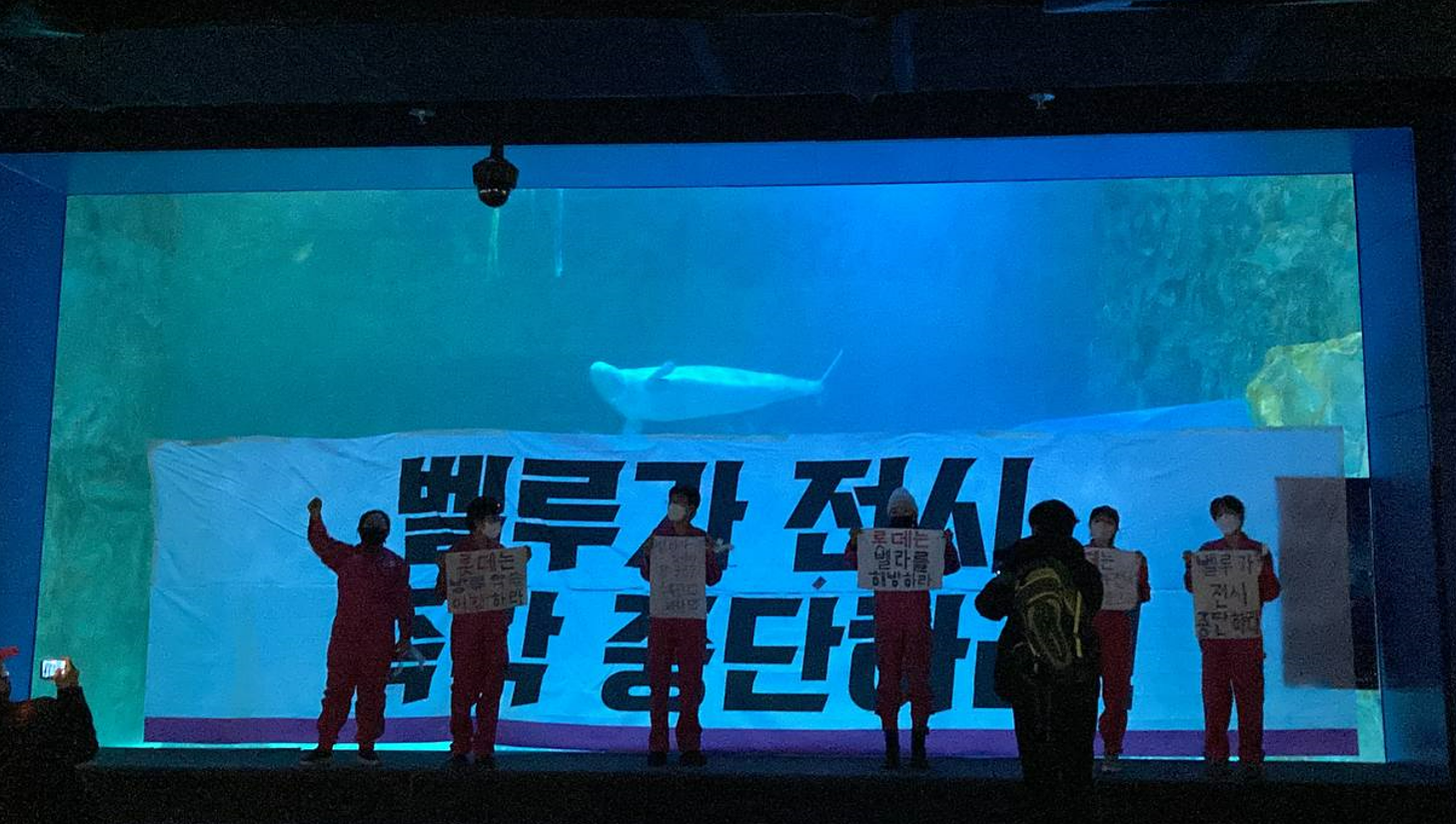 A group of protestors from Hot Pink Dolphins standing Infront of a beluga tank with signs in South Korea.