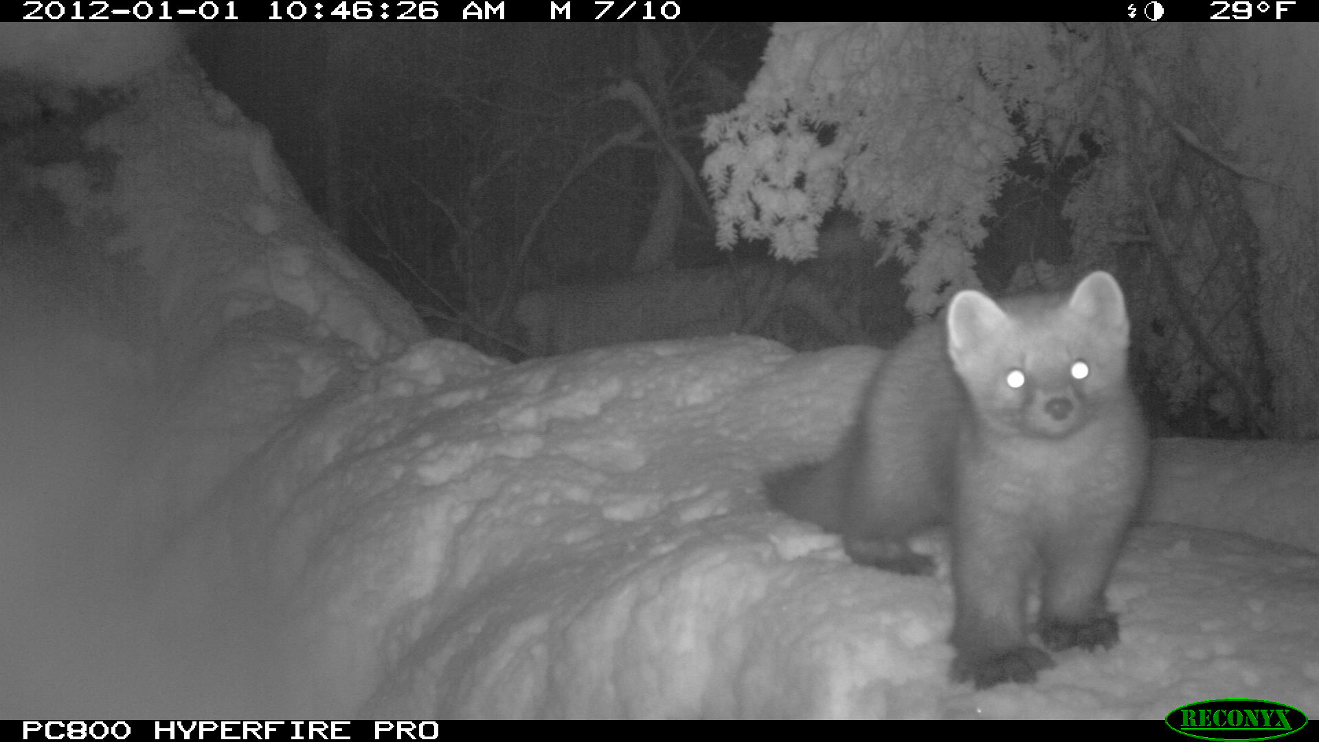 A marten caught on a trail camera. It is standing on dense snow and looking straight into the camera like 