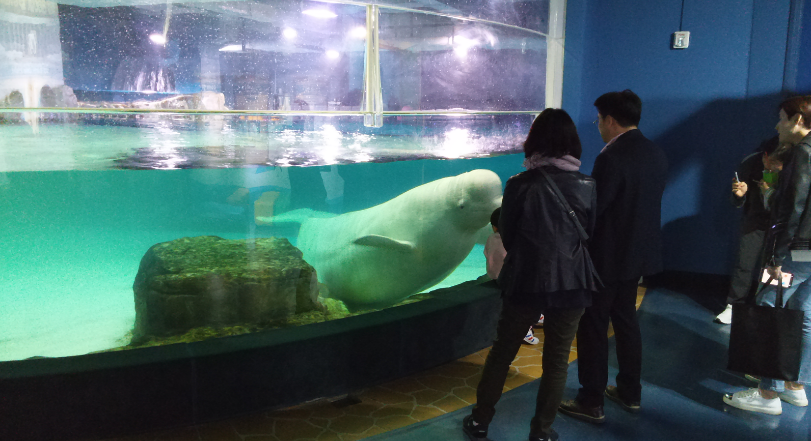 Bella the beluga whale at an aquarium in Seoul, surrounding by people.