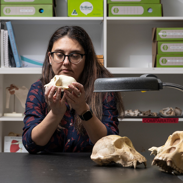 Dr Katharine Balolia examining one of a series of male proboscus monkey skulls to consider why anyone likes it.
