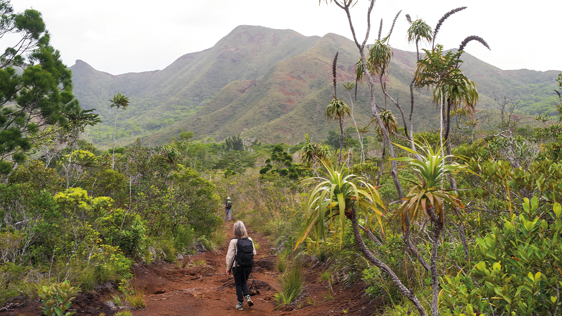 Two members of the team hiking along a dirt path in the forest in Field work in New Caledonia. Hills and plant species cover the area.