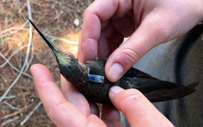 A Southern Giant Hummingbird being fitted with a geolocator backpack in Valparaíso Region, Chile