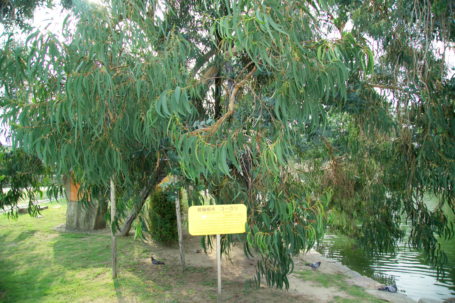 A decades-old eucalyptus tree at the site of Hiroshima Castle, 740 meters (2,427 feet) from the atomic bomb’s hypocenter.