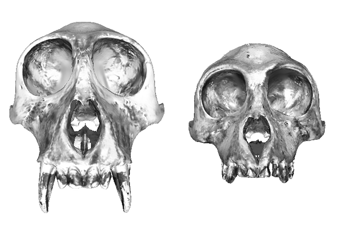 A comparision of a male (left) and female proboscis monkey skull reveals the nasal cavities are much bigger on the male, even allowing for the larger skull.