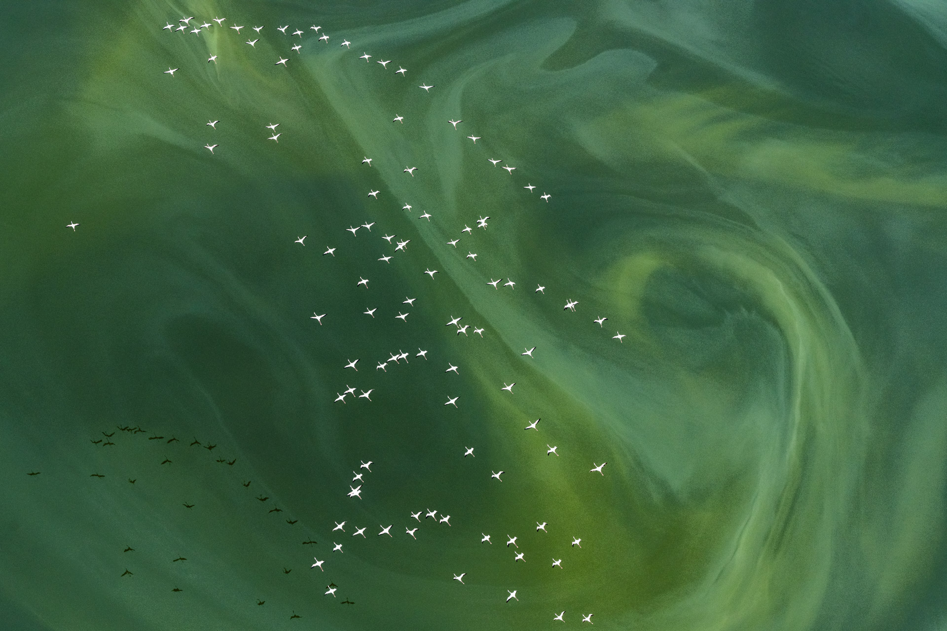 Aerial drone photography of white birds flying over a green sea.