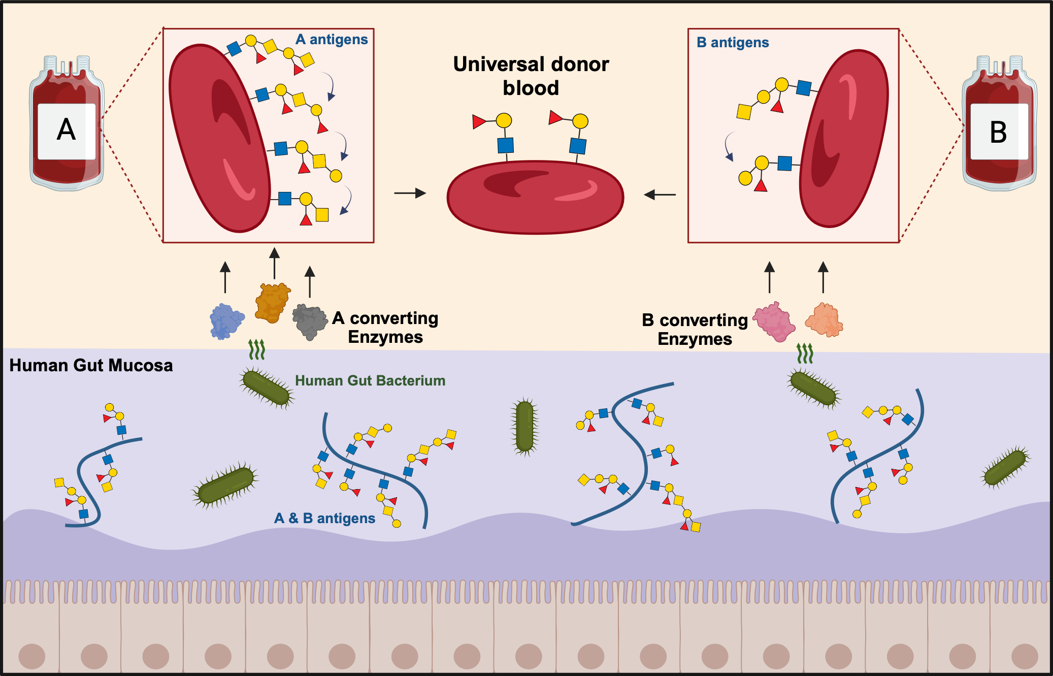 schematic showing the process of using bacterial enzymes from the human gut to remove A and B antigens from blood cells in order to create universal donor blood