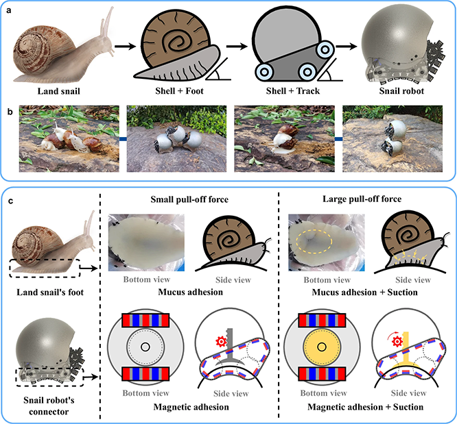 Graphic showing the inspriation for the snail robots with photographs of real snails. The bottom half focusses on the tracks and the foot of the snail and the robot.