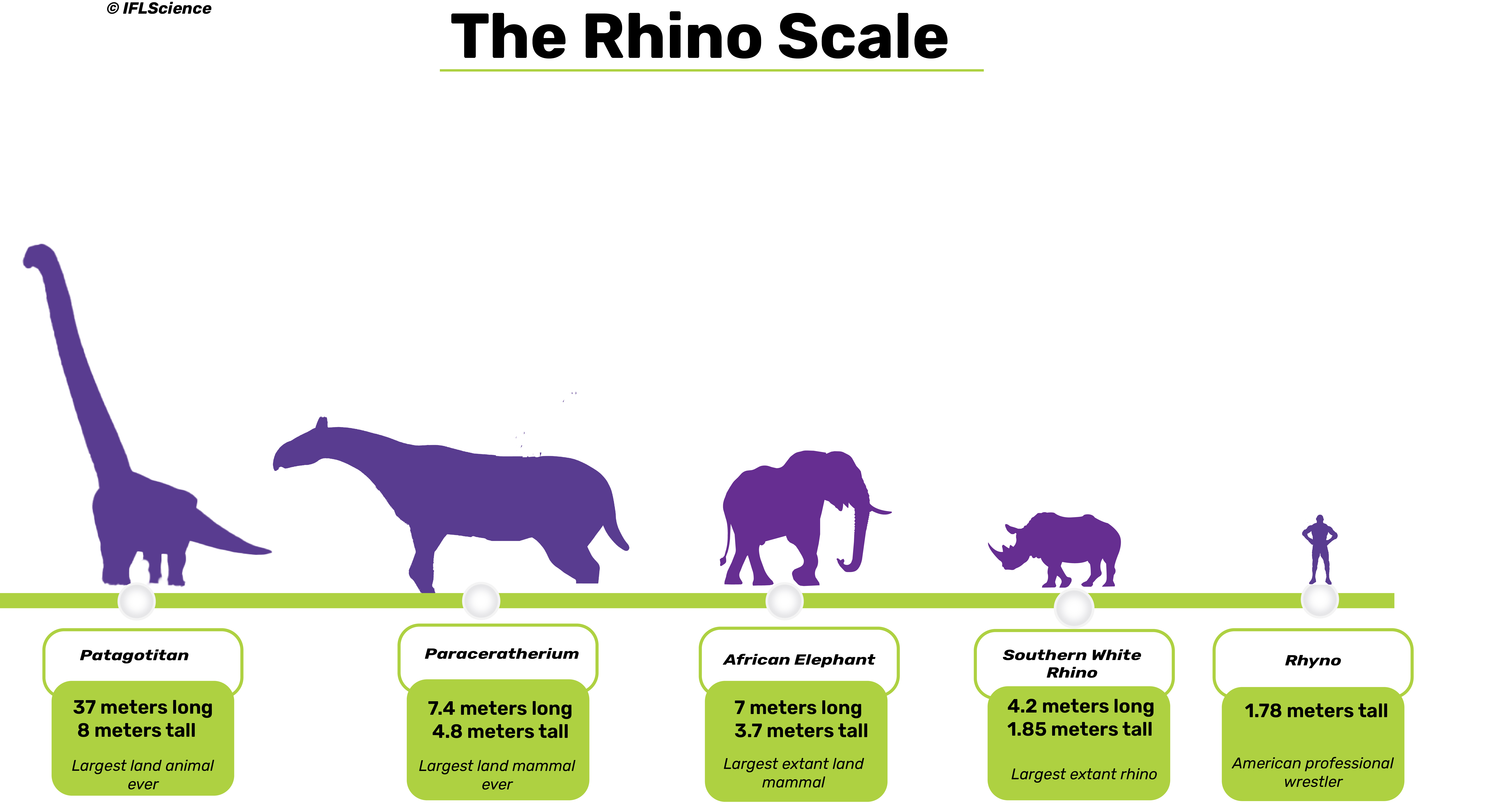 Scale comparing size of Patagotitan, Paraceratherium, African elephant, Southern white rhino, and Rhyno wrestler