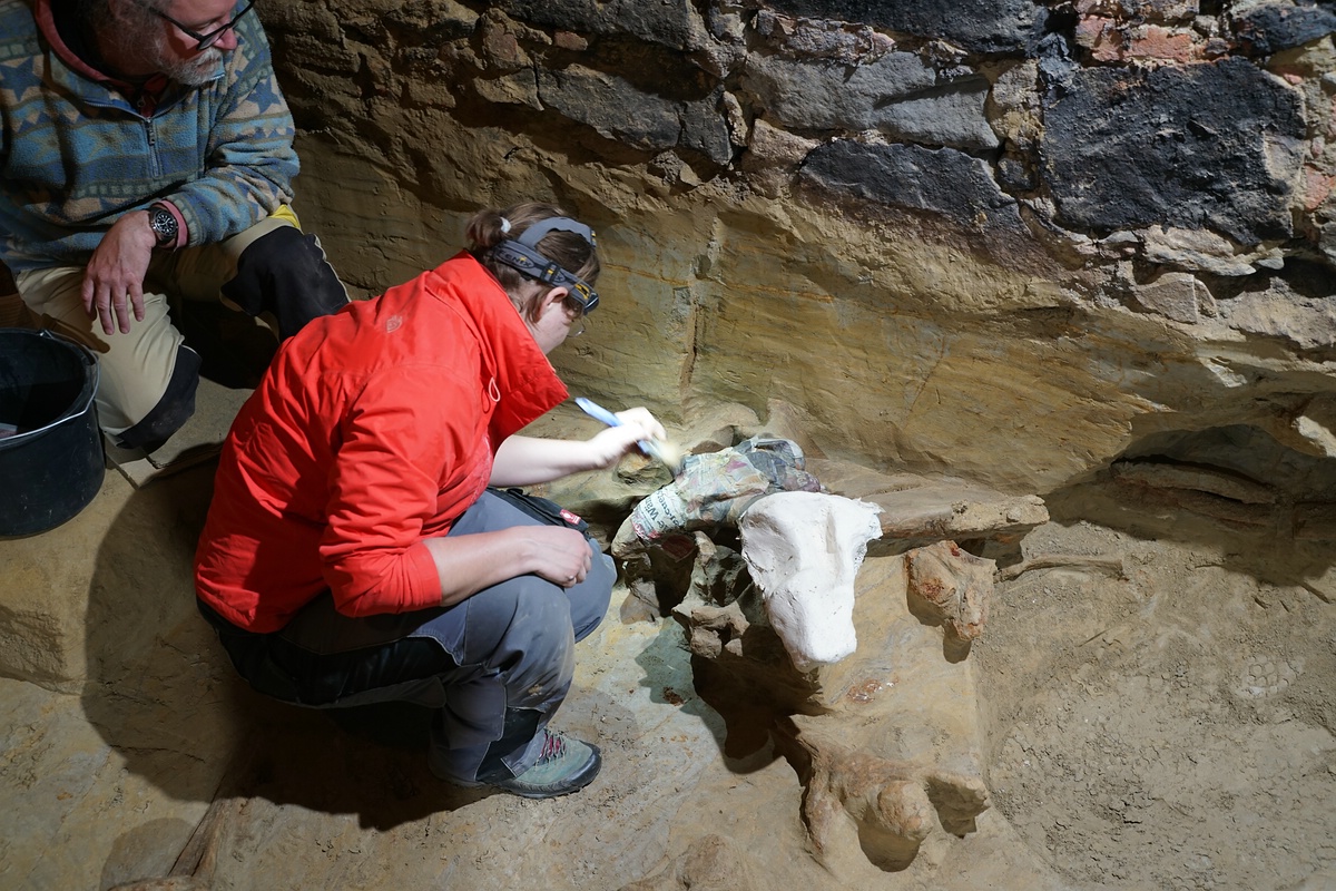 Mammoth bones wine cellar