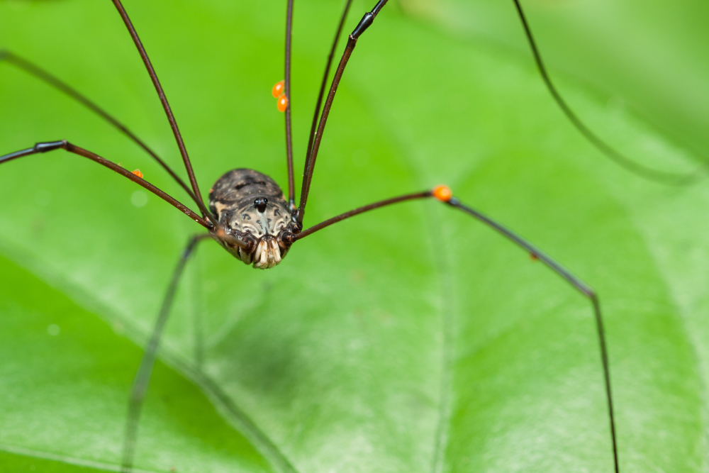 a harvestmen, an order of arachnids known as Opiliones, on a green leaf