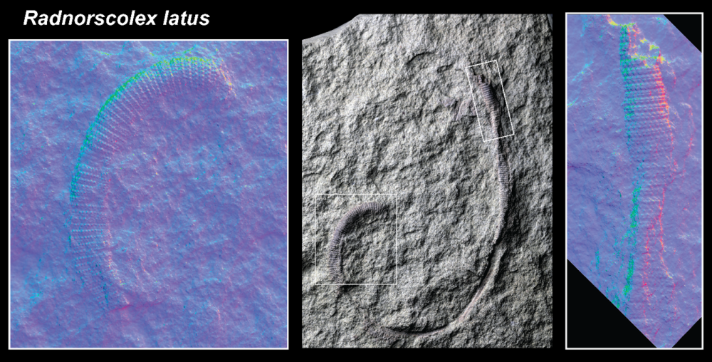 Closeups reveal the pattern of armour plates on the prehistoric worm Prehistoric worm Radnorscolex latus.