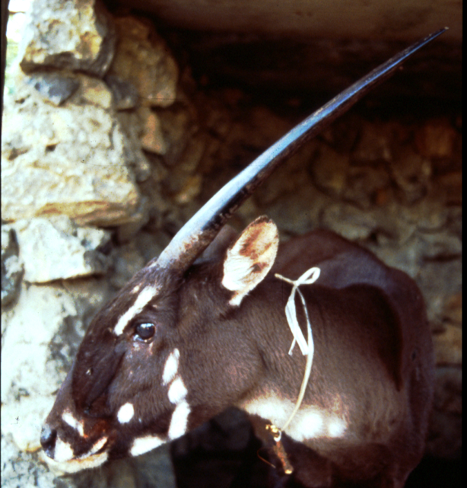 an old photo of a very rare mammal called a saola with big horns