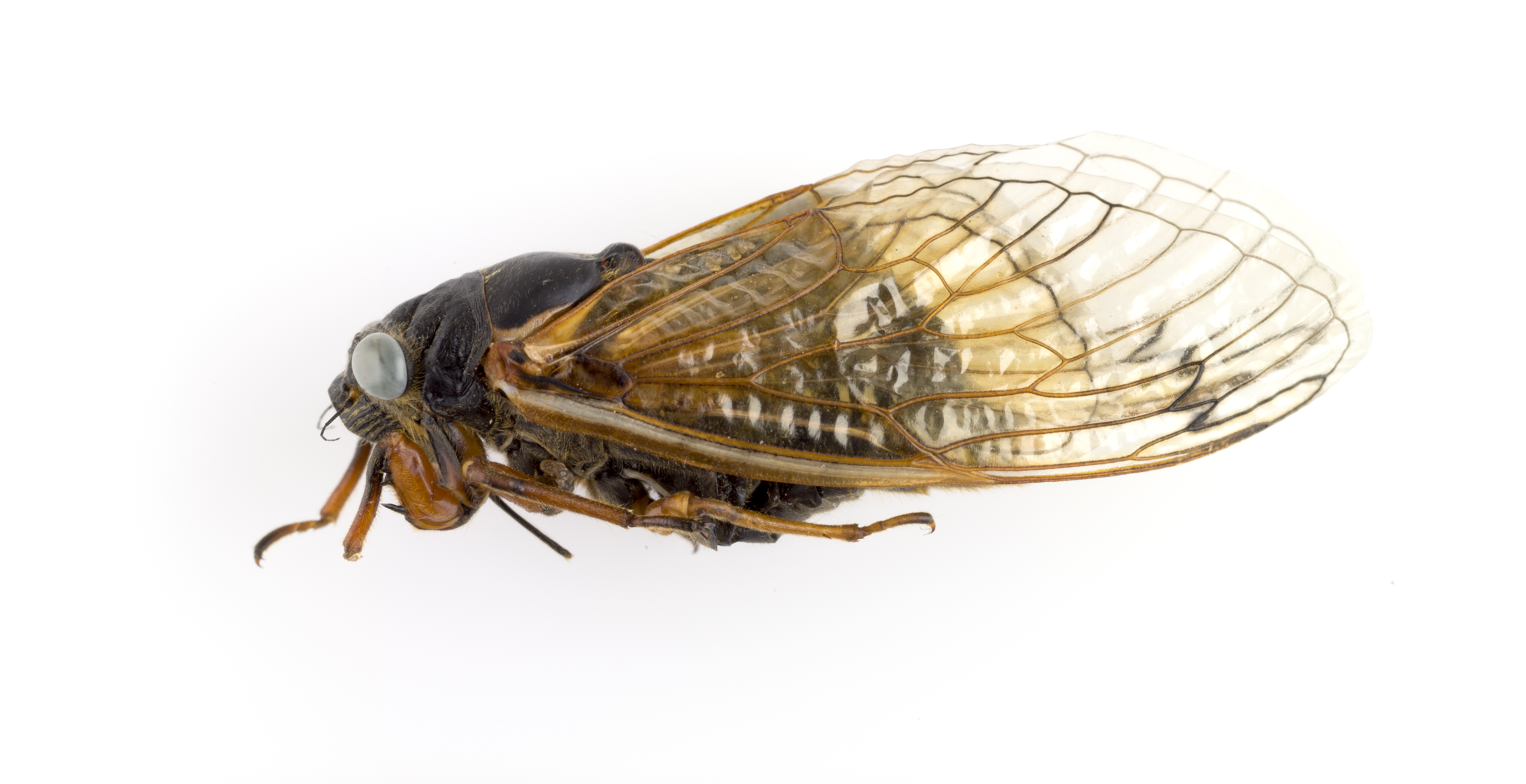 A side view of the blue-eyed Magicicada cassin cicada