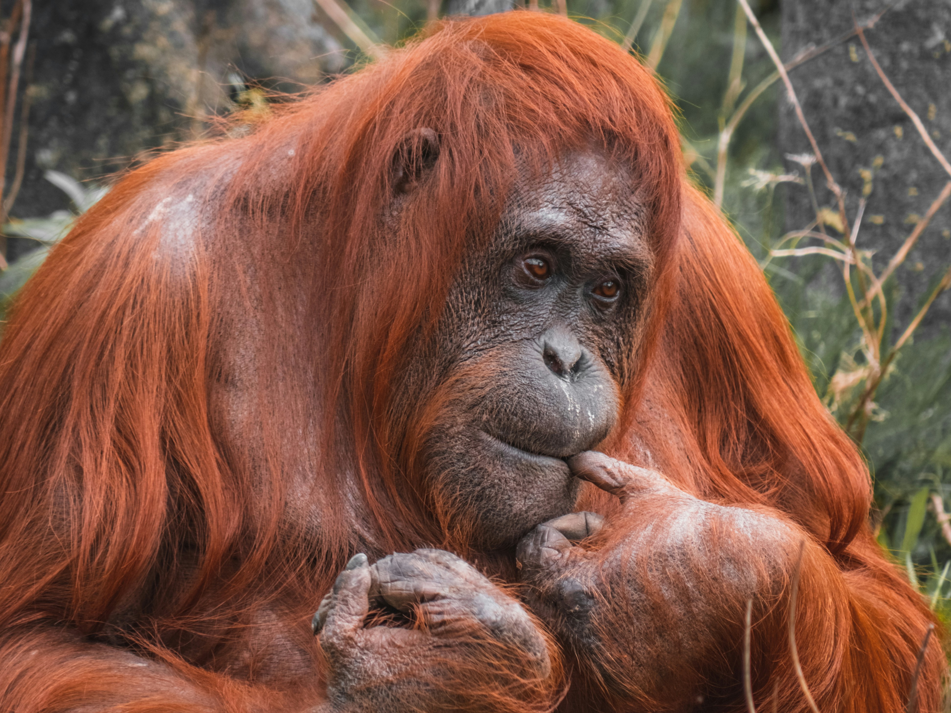 An orange orangutan great ape at a zoo. 