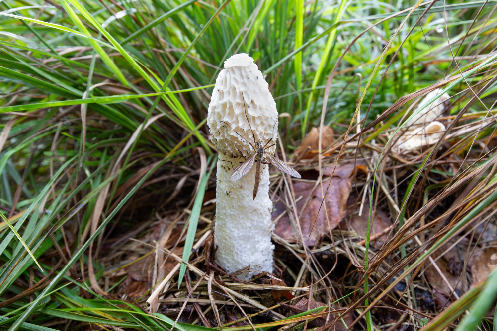 a crane fly on a stinkhorn mushroom 