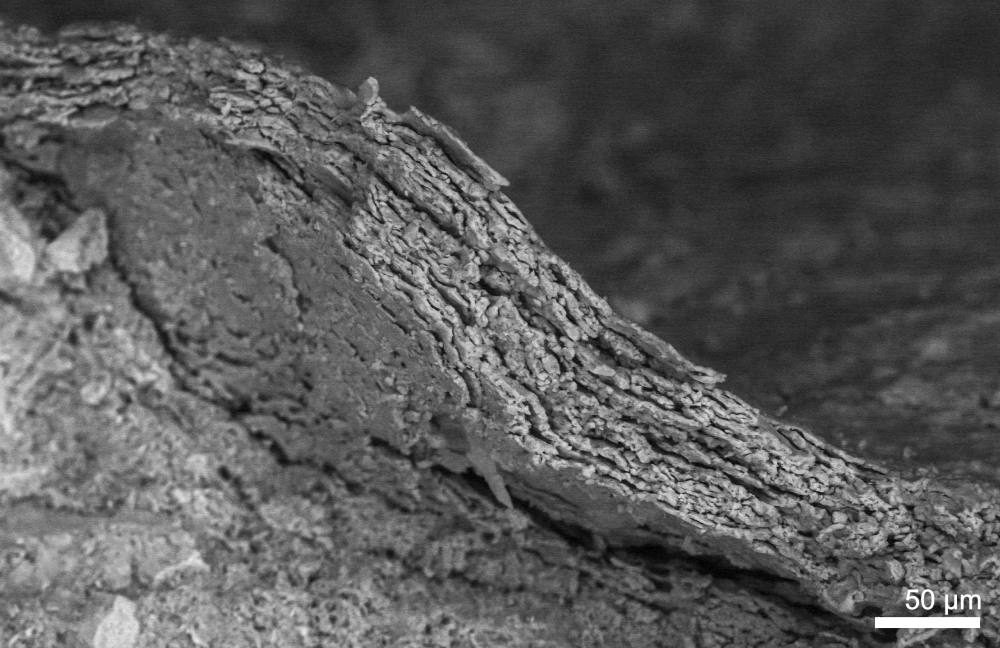 The fossil skin under an electron microscope, showing mineralised cell layers.
