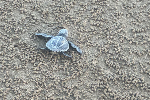 An olive ridley turtle heading for the water