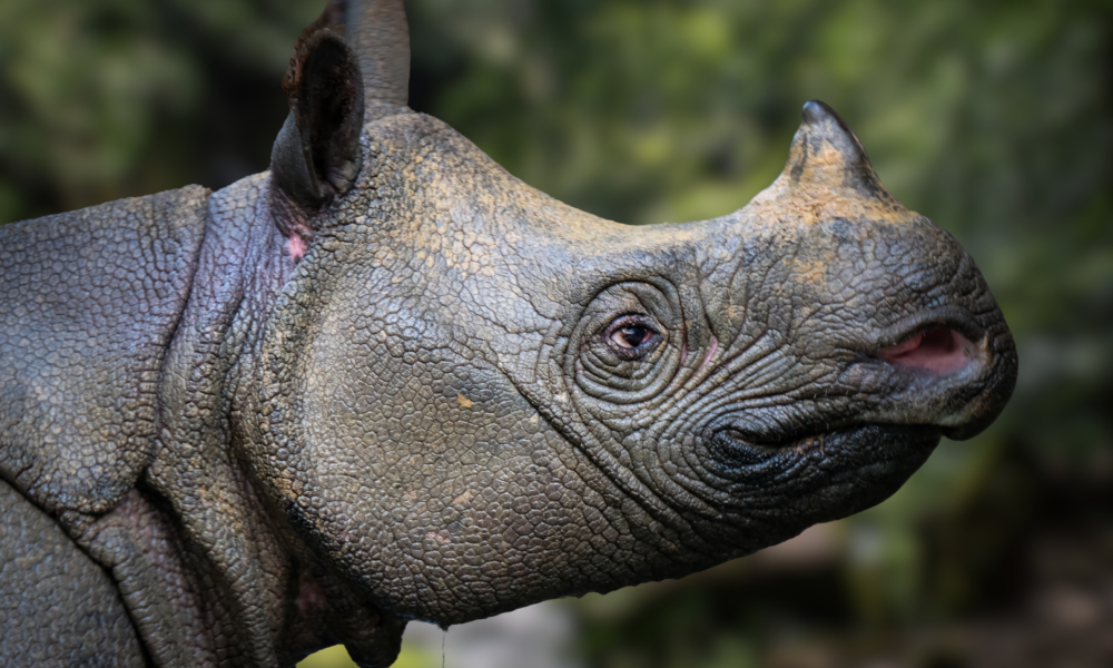 a javan rhino with its characteristically wrinkly head