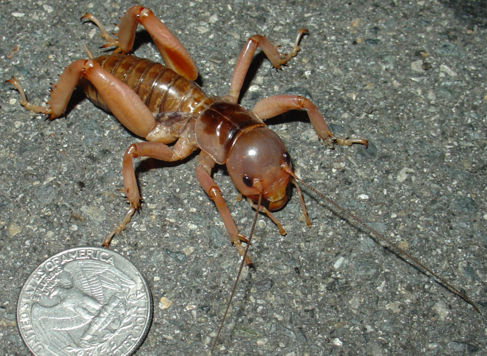 a potato bug on cement next to a coin for size comparison, the potato bug looks pretty big