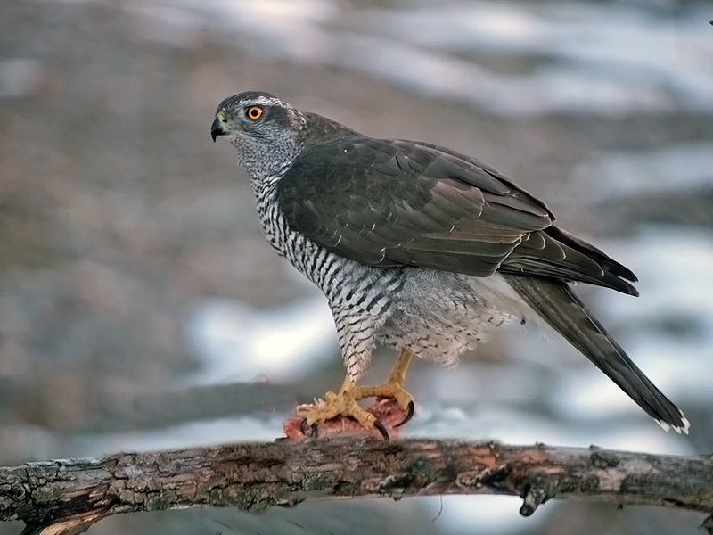 Eurasian Goshawk