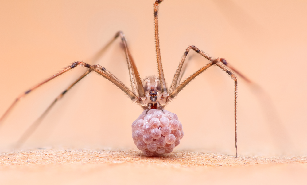 a female Pholcus phalangioides with an egg sac