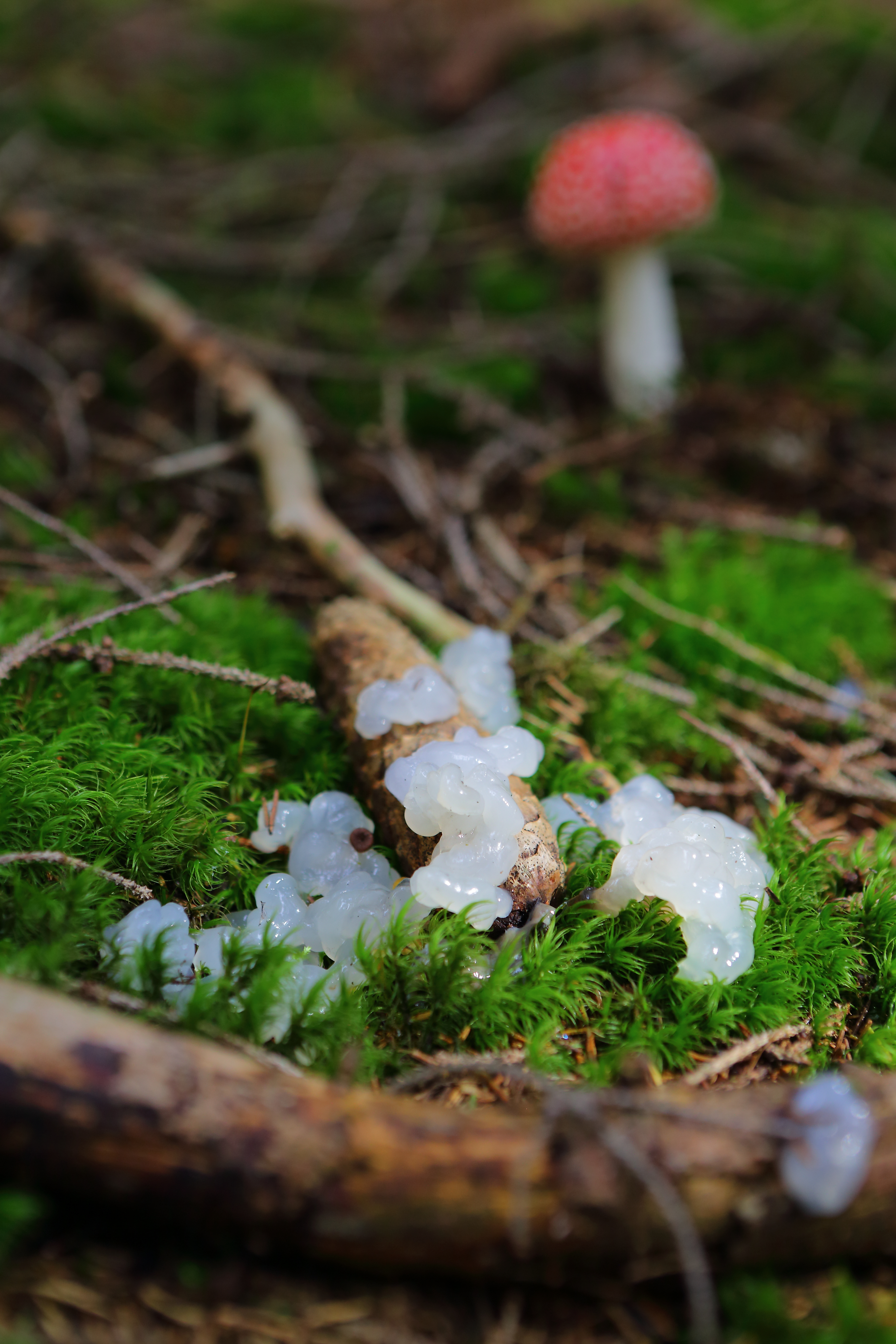 white gloop on a branch on the forest floor; a red-capped mushroom is visible out of focus in the background
