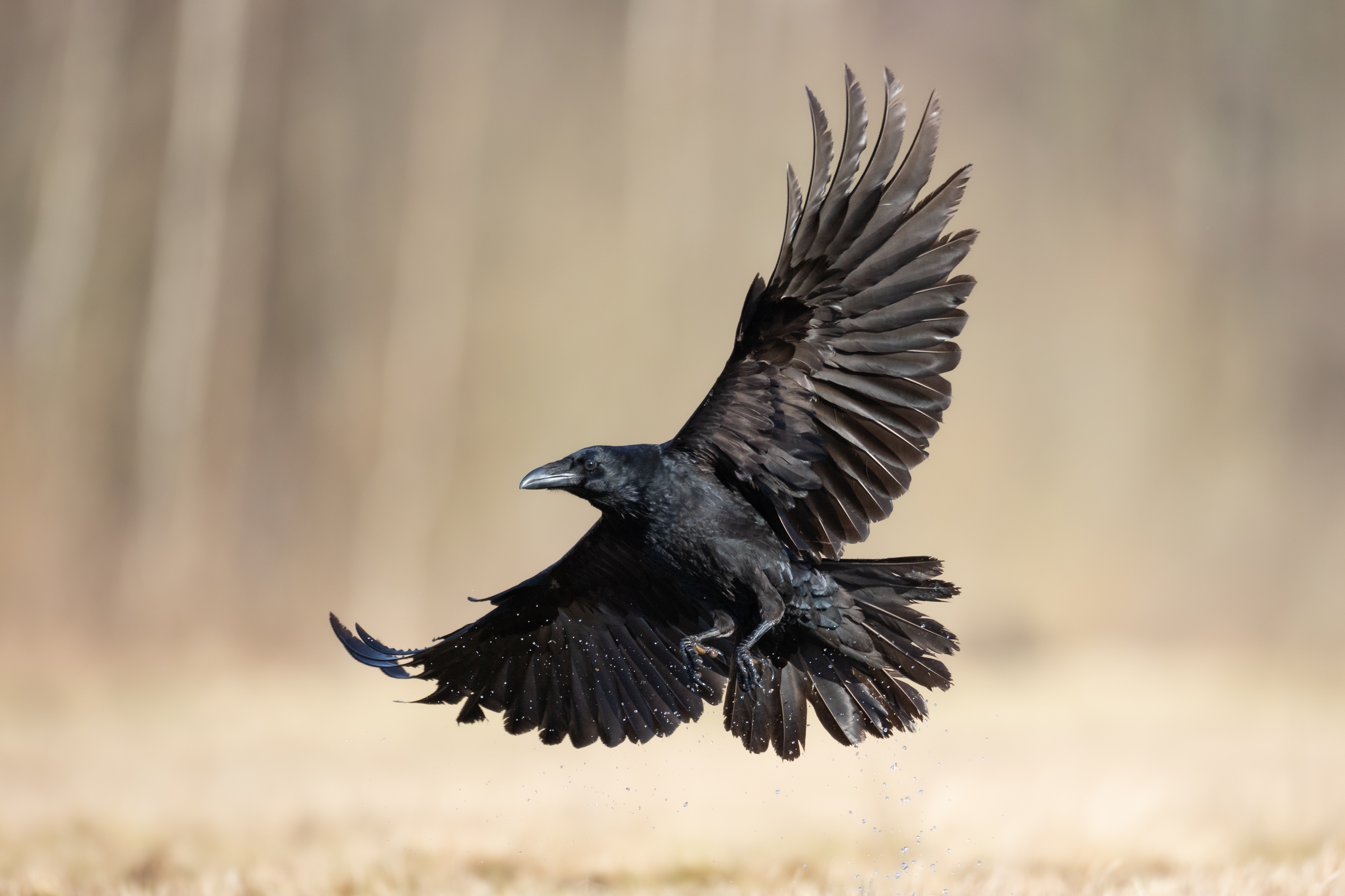 A large raven with wings outspread on a pale blurry background.