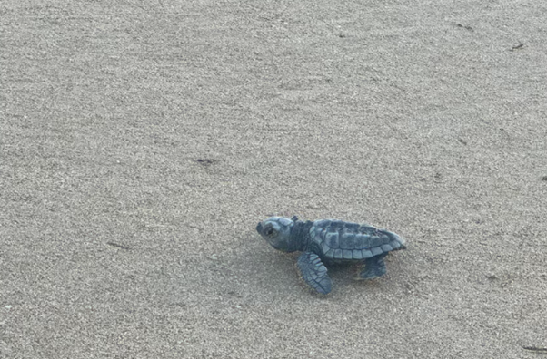 Side photo of olive ridley heading for beach