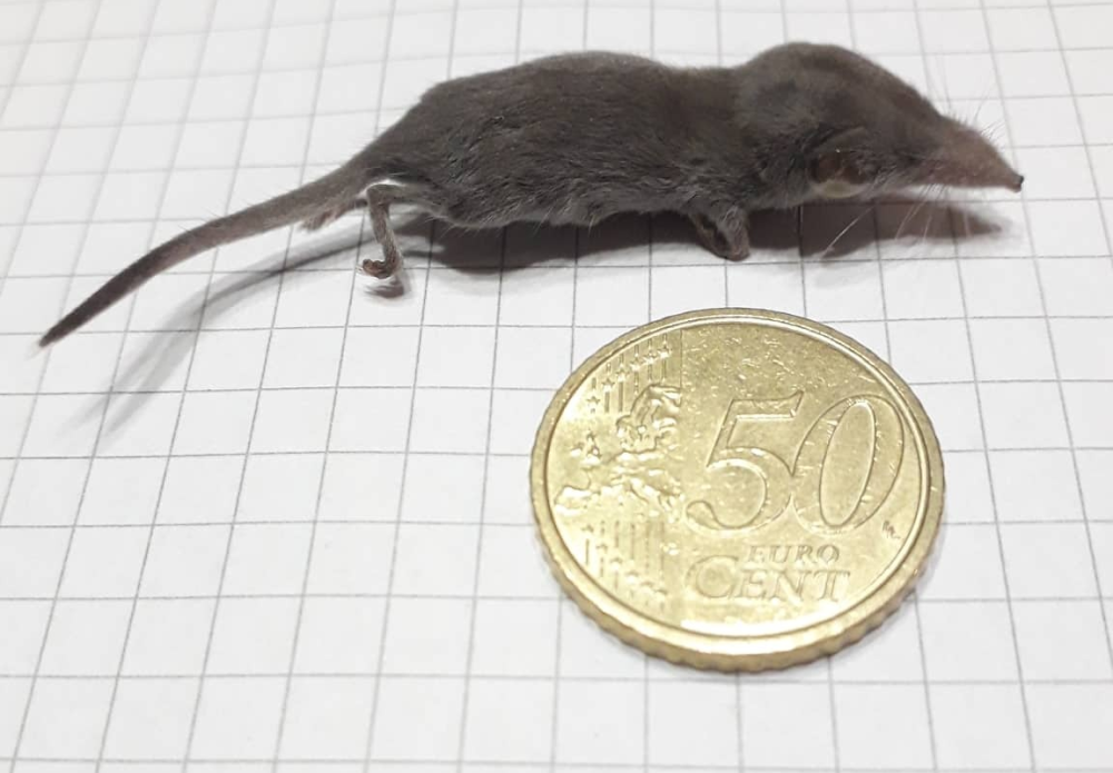 the smallest mammal in the world, the etruscan shrew, next to a 50 euro cent coin for size comparison