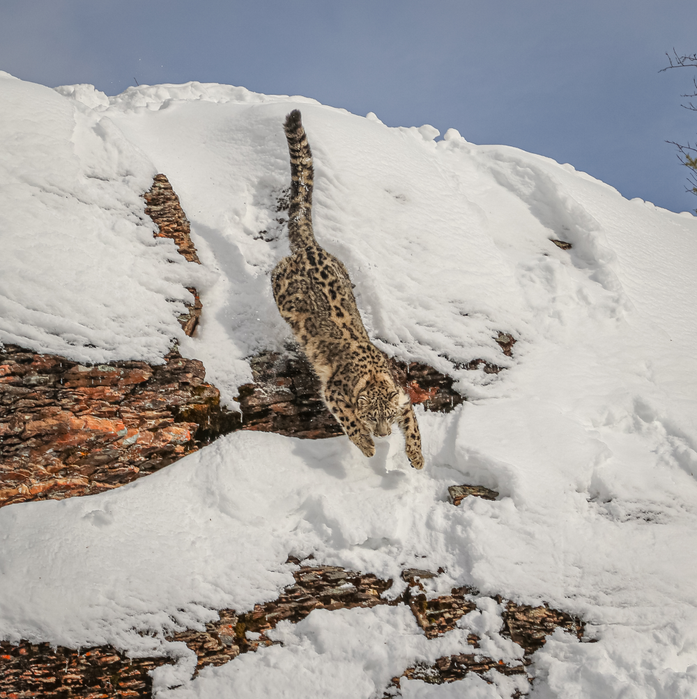 a snow leopard diving down a snowy mountainside 