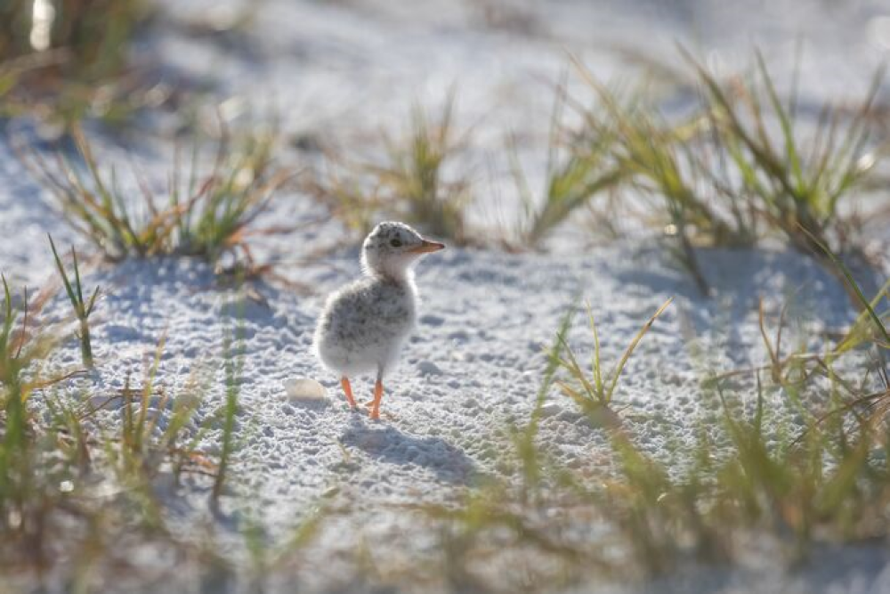 tern chick on a sandy beach