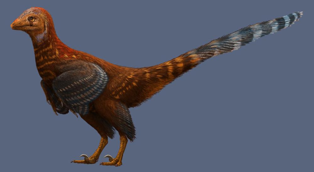a feathery bipedal troodontid looking a bit like a pheasant with dinosaur-like prowess